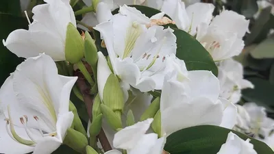 Белые цветы: названия и описание, особенности использования и правила  создания сада, кустарники и деревья
