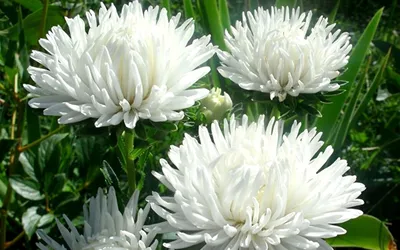 Экзотические белые цветы с фото и названиями