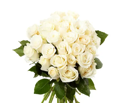 Шикарные белые розы - 25 фото