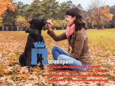 Фонд \"Умка\": Мы стремимся, чтобы бездомных животных на наших улицах стало  меньше - PrimaMedia.ru