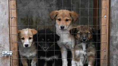 Почему в Пензе не могут решить проблему с бездомными животными: мнение  волонтеров и чиновников