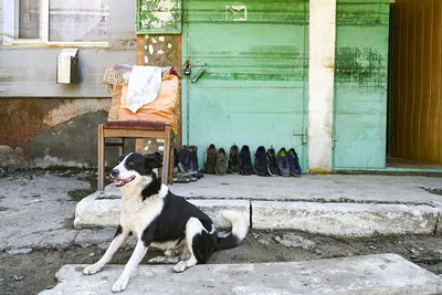В России запретили отправлять на самовыгул собак и кошек: что это значит,  как будут усыплять гуляющих собак, можно ли вернуть усыпленную на улице  собаку домой, почему для отловленных животных нет мест в