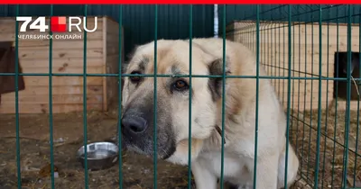 Проблема: бездомные животные на улицах Таганрога | 20.08.2022 | Таганрог -  БезФормата