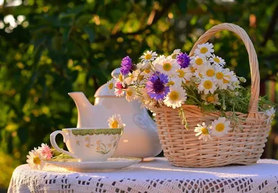 Цветы Иван чая - как выглядят и какими полезными свойствами обладают?