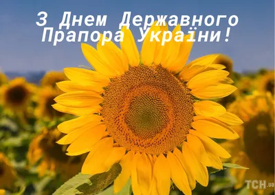 День Государственного Флага Украины 2022: красивые поздравления в  картинках, стихах и прозе - МЕТА