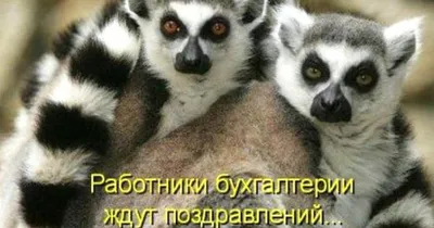 Визард поздравляет бухгалтеров с Днем главного бухгалтера