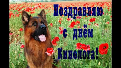 fordogtrainers.ru on X: \"С Днем Кинолога!!! Пусть верность, взаимопонимание  и настоящая дружба станут надежными спутниками в столь интересной и нужной  работе! https://t.co/vILhjvMwdd\" / X