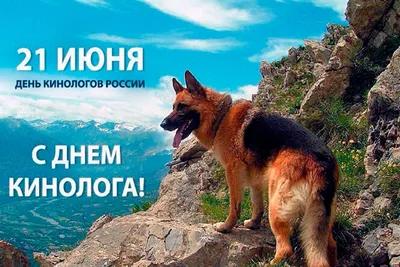 Aller Petfood Russia - 👏 С Днем кинолога! Сегодня отмечается День  кинологических войск МВД России. Сотрудники этого подразделения вместе с  собаками занимаются охраной общественного правопорядка, предотвращением и  расследованием преступлений в ...