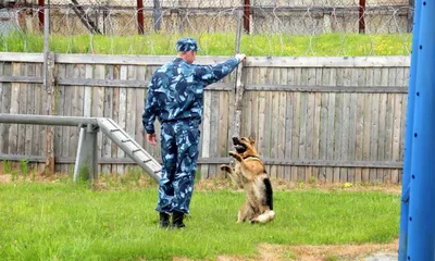 Всех причастных с днём кинолога. Успехов вам и долгих лет жизни вашим  питомцам. #денькинолога #кинолог #кинологи #кинология… | Instagram