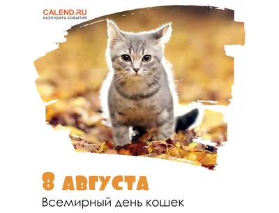 Картинки С Днем Кошек 8 Августа