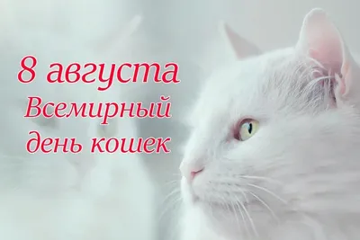 🐈 Всемирный день кошек! Отмечается ежегодно 8 августа по инициативе  Международного фонда по защите животных.. | ВКонтакте