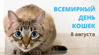 8 АВГУСТА.ВСЕМИРНЫЙ ДЕНЬ КОШЕК!ИНТЕРЕСНЫЕ ФАКТЫ. | ЧТО? ГДЕ? КОГДА? | Дзен