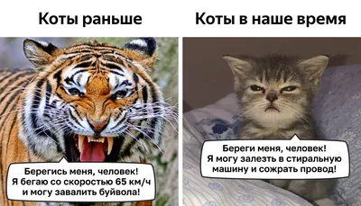 Открытки с международным днем кошек...