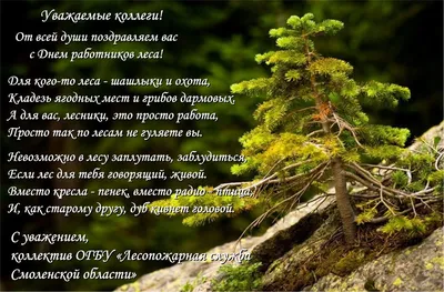 С днем работников леса / Новости / Администрация городского округа Истра