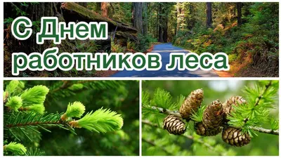 День лесника (Много фото!) - treepics.ru