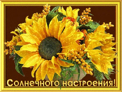 подсолнухи на день рождения в отпуске Стоковое Фото - изображение  насчитывающей изолировано, сад: 215512814