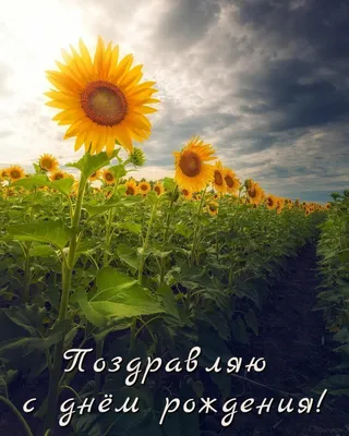 С новым летом! С днём рождения! Солнечная открытка с подсолнухами. —  Скачайте на Davno.ru