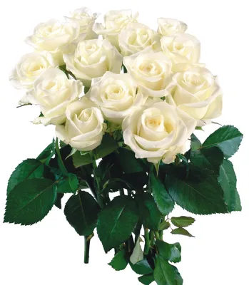 С Днем Рождения Поздравительная Открытка С Красными И Белыми Розами —  стоковые фотографии и другие картинки Белый - iStock