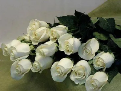 Открытки с днем рождения белые розы - 69 фото
