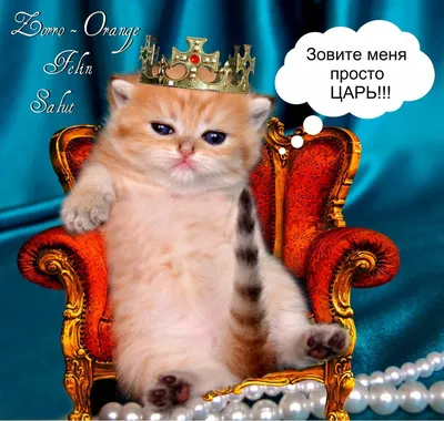 Подарочный бокс \"Царь, просто Царь\", подарок на День Рождение  (ID#1846288560), цена: 650 ₴, купить на Prom.ua