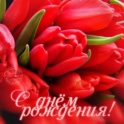 Скачать обои С Днем Рождения розовые тюльпаны на рабочий стол из раздела  картинок С Днем Рождения Женщине