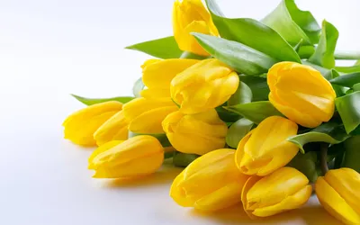 Букет Вайлет Тюльп Люкс: Желтые тюльпаны в шляпной коробке с доставкой в  Новосибирске. Служба доставки цветов и подарков - FLO365