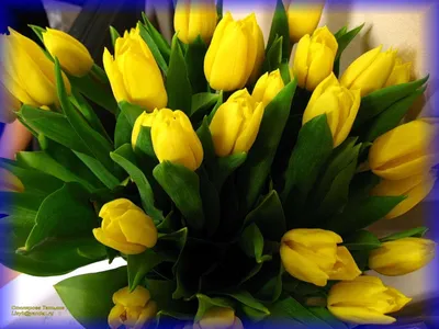 ✿ Купить букет желтых тюльпанов с доставкой в Санкт-Петербурге ✿