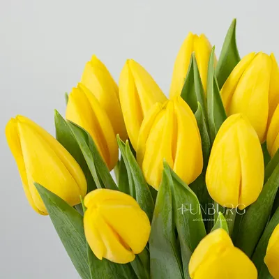 Желтые тюльпаны в фирменной коробке №176 – купить в Тюмени по цене 5 430  руб. руб.