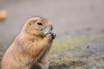 День Сурка 2020! Groundhog Day 2020! | Комиссия по изучению сурков  Териологического общества при РАН