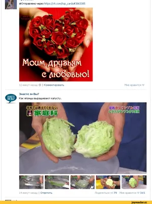 Поскольку сегодня день розово-сопливой макулатуры и трупов цветочков в  красивой бумажке _ решила я / valentine's day :: день святого валентина ::  Прикольные картинки :: длиннопост :: валентинка :: открытки (somee cards