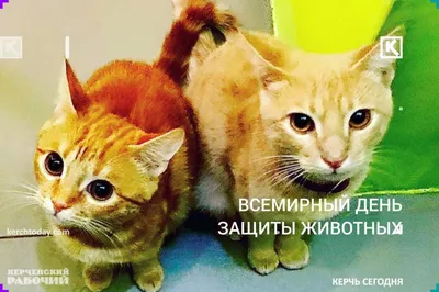 Online-alina.ru - 4 октября - Всемирный день животных (World Animal Day),  или Всемирный день защиты животных, отмечаемый во всем мире ежегодно 4  октября, был учрежден на Международном конгрессе сторонников движения в  защиту