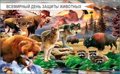 ВООЗЖ \"ВолкоВита\" on Instagram: \"4 октября - Всемирный день защиты животных  🐕🐈 Ежегодно, в большинстве стран мира отмечается Всемирный день защиты  животных. Появился праздник, посвященный животным, благодаря активности  участников Всемирного конгресса ...