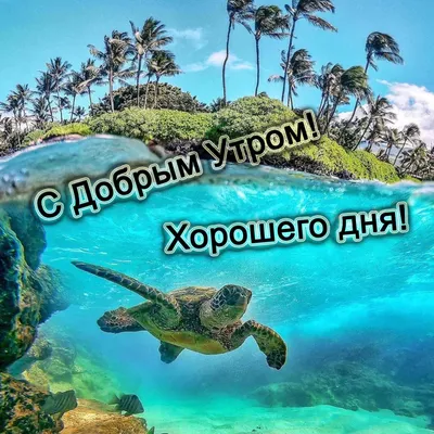 Картинки \"С Добрым Утром!\" и \"Хорошего Дня!\" (500+)