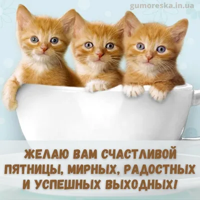 Доброе утро! С пятницей!#спятницей#доброеутропятницы#пятница | TikTok