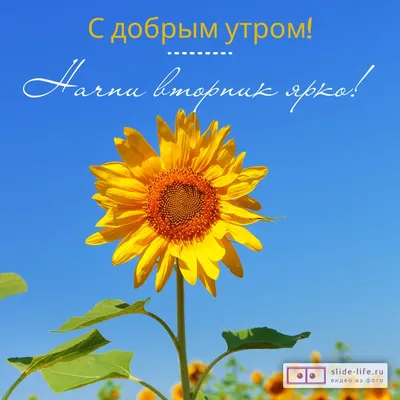 Картинки \"Доброго Утра Вторника!\" (155 шт.)