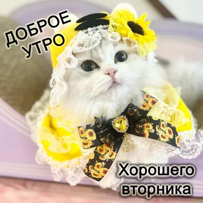 Вот он, долгожданный вторник! — Скачайте на Davno.ru