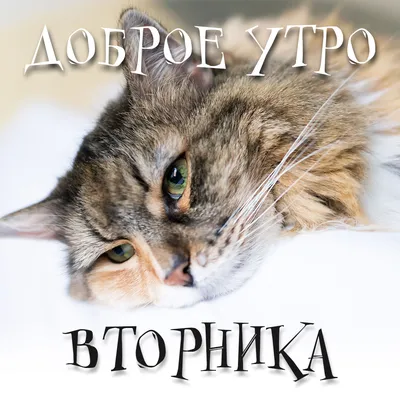 С Добрым Утром! Хорошего Вторника! Самое Красивое Пожелание Доброго Утра!  Музыкальная Открытка! - YouTube