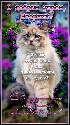 Доброе утро мои дорогие друзья желаю вам хорошего вторника прекрасного... |  TikTok