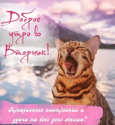 С Добрым Утром вторника! Пусть день пройдет замечательно!!! ☕🍬🍩 | Город  преданных собак 73 | Дзен