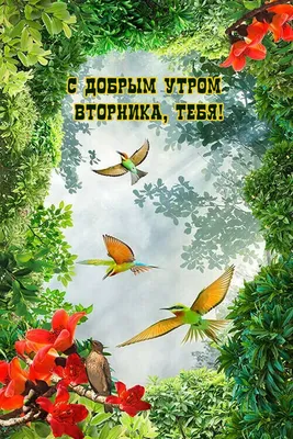 Красивые картинки \"Доброе утро вторника!\" (103 шт.)