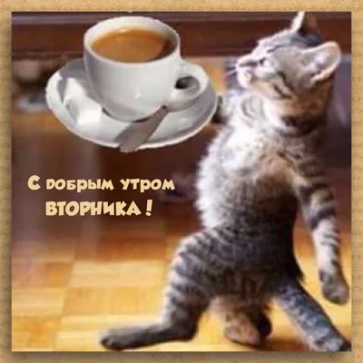 Доброе утро вторника прикольные картинки и красивые открытки | Открытки,  Доброе утро, Картинки