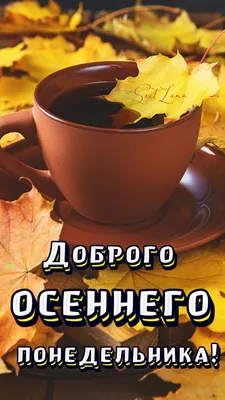 Осень 🍂 Понедельник | Осень, Утро понедельника, Понедельники