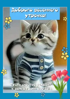 открытки с добрым утром с котиками прикольные｜Поиск в TikTok