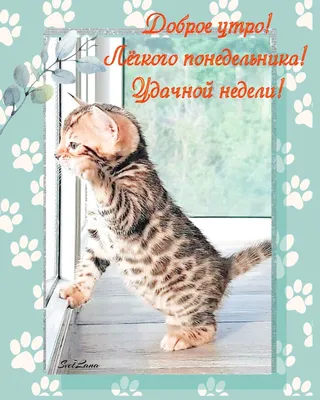 Картинка \"Замурчательного настроения, с добрым утром!\" с милым котиком •  Аудио от Путина, голосовые, музыкальные