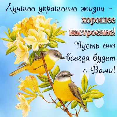 открытки с добрым утром с пением птиц｜Поиск в TikTok