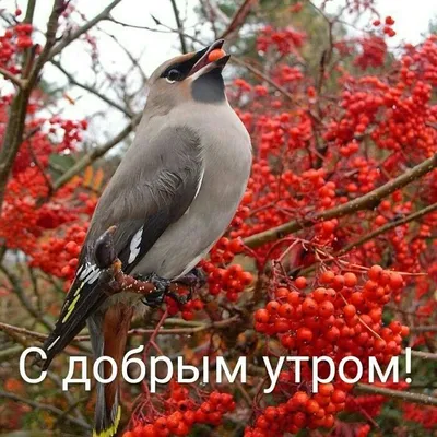 Весеннее 🌸🍃🌞🌿🌸 Утро доброе! | Beautiful birds, Birds, Animals beautiful