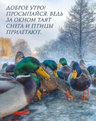 Картинки с добрым утром зимние с птичками (44 фото) » Красивые картинки,  поздравления и пожелания - Lubok.club