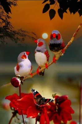 С добрым утром птицы - 25 фото: смотреть онлайн