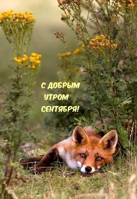 Доброе утро | Original card, Good morning, Holiday