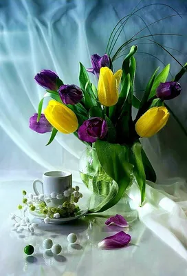 с добрым утром фиолетовые тюльпаны｜Поиск в TikTok